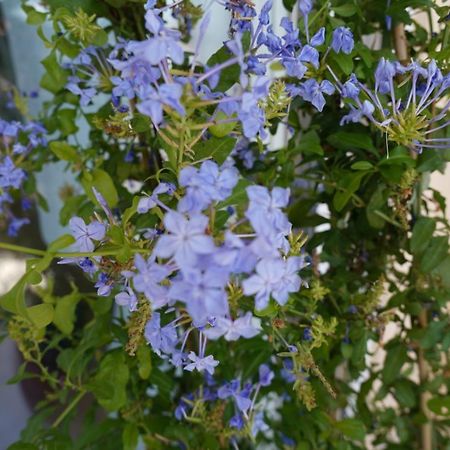 Апартаменты Blue Jasmine Эйон Экстерьер фото